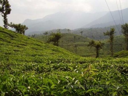 લીલા પર્વતો