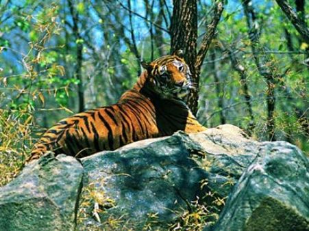 વાયનાડ વન્યજીવ અભ્યારણ્ય