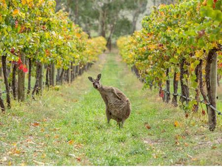 વિનરી ટૂર 