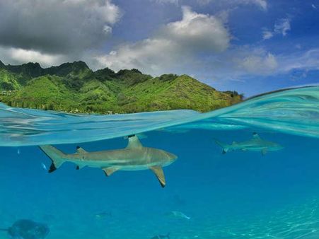 સ્માલ સ્ક્વેલ