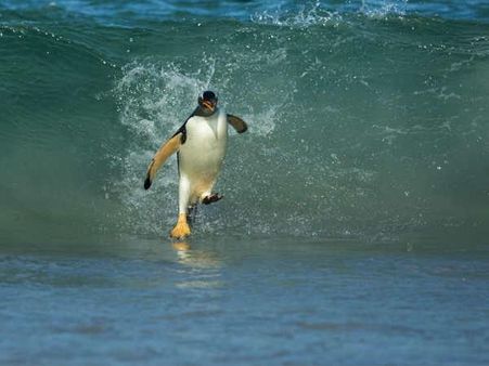 જિંટો વૉકિંગ ઓન ધ વોટર 