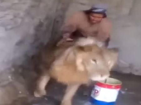 ઘસી-ઘસીને નવડાવી રહ્યો 'વનરાજ'ને