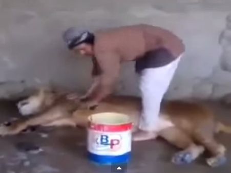 ઘસી-ઘસીને નવડાવી રહ્યો 'વનરાજ'ને