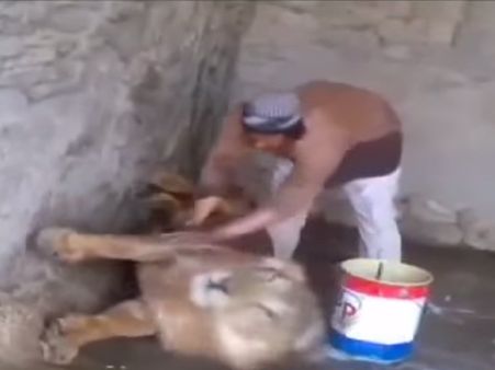 Video: શેરદિલ છે આ શખ્સ, જે ઘસી-ઘસીને નવડાવી રહ્યો 'વનરાજ'ને!