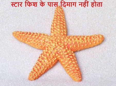 સ્ટાર ફિશની પાસે મગજ હોતું નથી