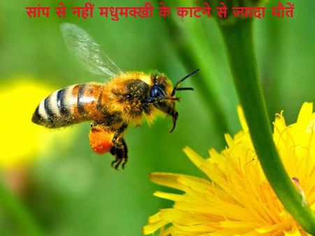 સાપ નહી પણ મધમાખી કરડવાથી થયા વધુ મોત
