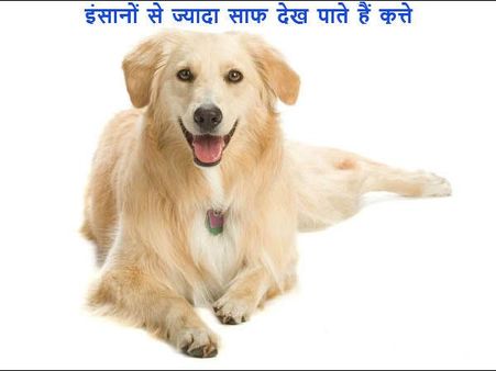 માણસોથી વધુ સ્પષ્ટ જોઇ શકે છે કુતરા