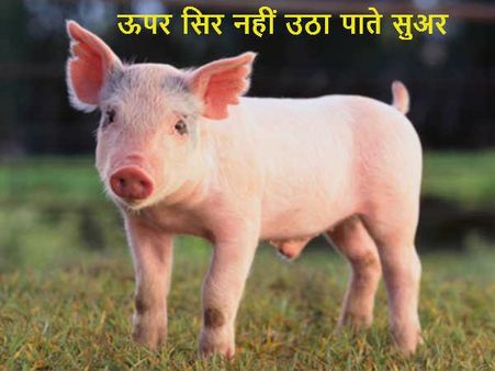 માથું ઉચું કરી શકતું નથી ભૂંડ