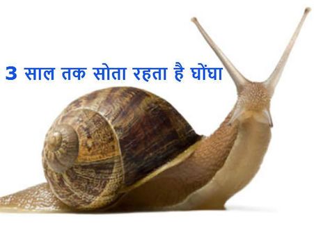 3 વર્ષ સુધી ઉંઘે છે ગોકુળગાય