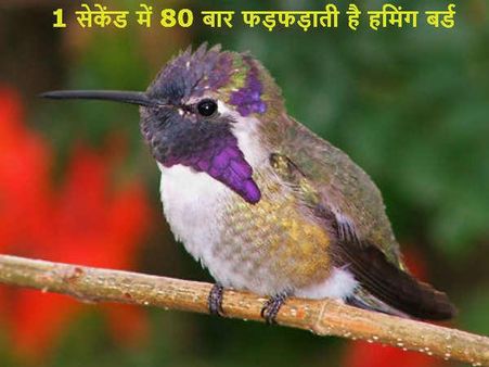 1 સેકેન્ડમાં 80 વખત ફડફડાવે છે હર્મિંગ બર્ડ