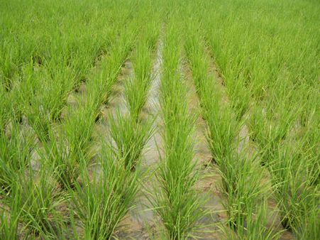 અમદાવાદ જિલ્લાના ખેડૂતો ડાંગરના ધરૂનું વાવેતર શરૂ કરાશે