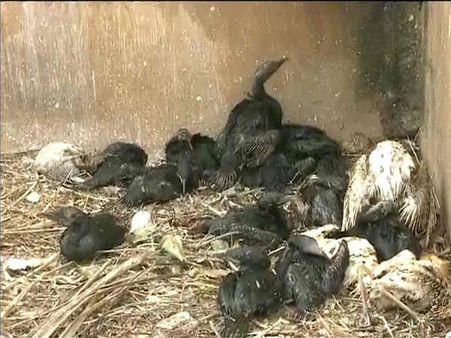 GAIL gas leak fire In Andhra Pradesh