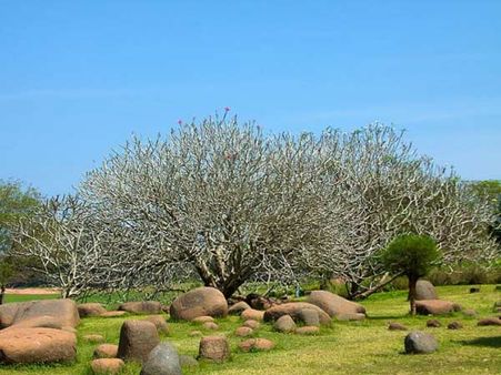 ઓરોવિલે