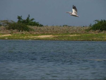 પુલિકટ ઝીલ