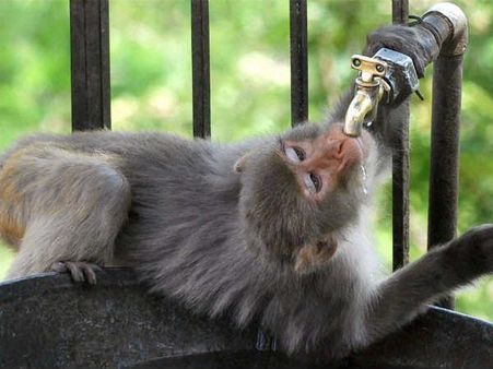 પ્રાકૃતિક મોર્ટીન 