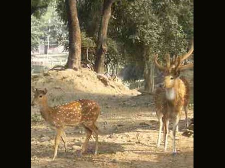 હિરણ પાર્ક