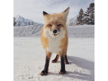 MICHAEL ONEAL MICHAEL ONEAL