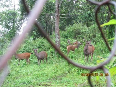 થેનઝોલ હિરણ પાર્ક