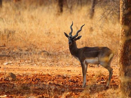 થેનઝોલ હરણ પાર્ક 