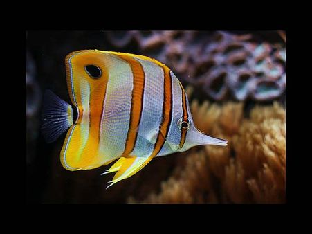 લિવરપૂલમાં વિદેશી માછલીઓને વેચવા માટે મહિલાઓ અર્ધનગ્ન થઇ શકે છે