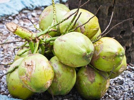 નારિયેળ પાણી તથા નારિયેળનું દૂધ