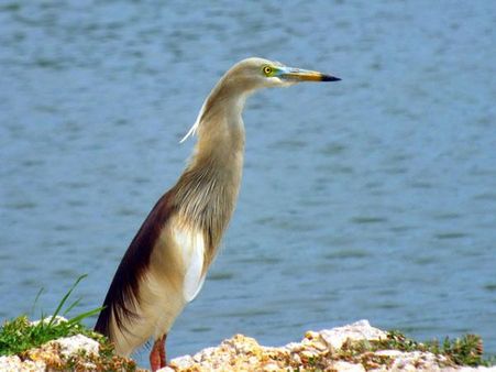 અદભુત વન્યજીવન