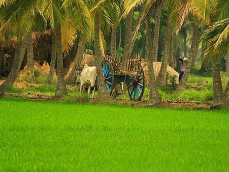 The Language of Honey- તેલુગૂ