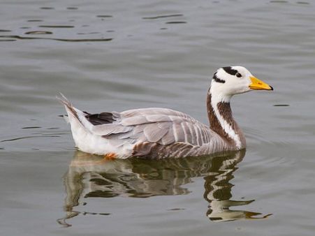 પાણી દિહિંગ પક્ષી અભ્યારણ્ય