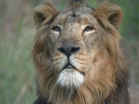 ગીર રાષ્ટ્રીય ઉદ્યાન