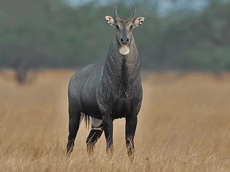 મિતિયાલા વન્યજીવ અભયારણ્ય