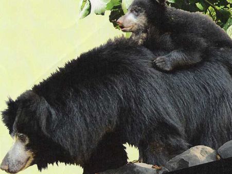 રતનમહલ આળસુ રીંછ અભયારણ્ય