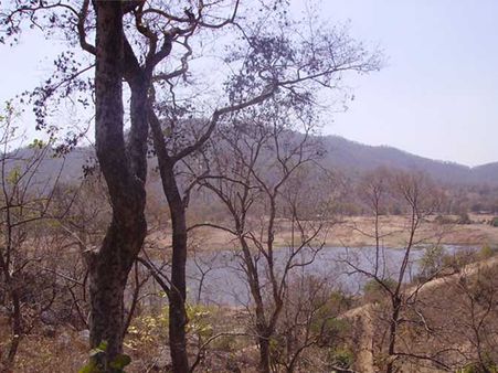 આરક્ષિત જંગલ