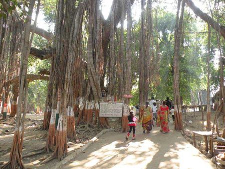 ટાપુ પર કબીરવડ સ્થિત છે