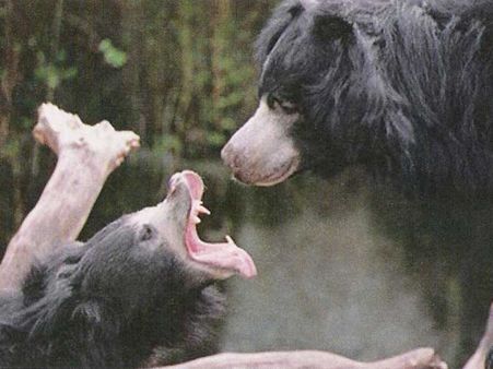 રતનમહલ આળસુ રીંછ અભયારણ્ય, એક ખતરનાક પ્રવાસન સ્થળ