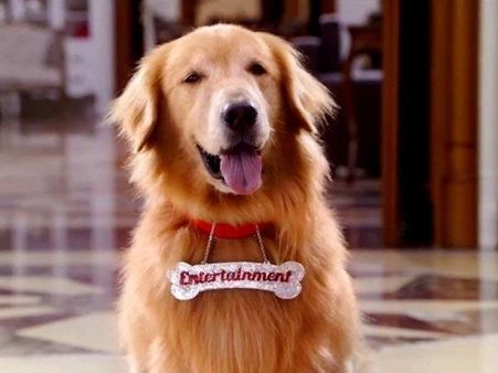 એંટરટેનમેંટ ડૉગ