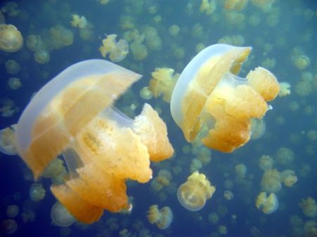 કેટલું મોટું તળાવ?