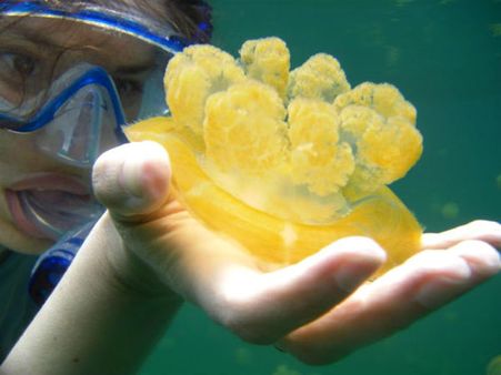 જેલી ફિશ કેમ સપાટી પર આવે છે?