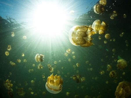 પ્રકાશ સંશ્લેષણની પ્રક્રિયા