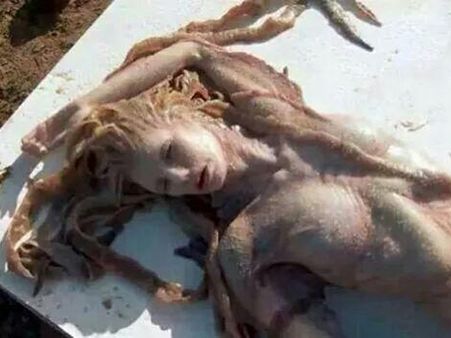 પોરબંદરમાંથી મળેલી મૃત જલપરી