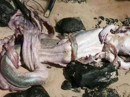 પોરબંદરમાંથી મળેલી મૃત જલપરી