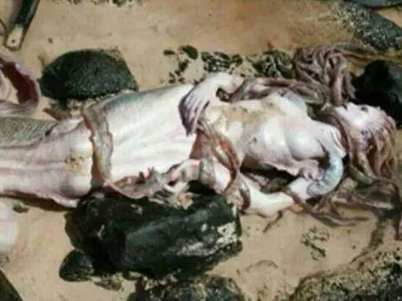 પોરબંદરના દરિયા કિનારે એક મૃતજલપરી મળી