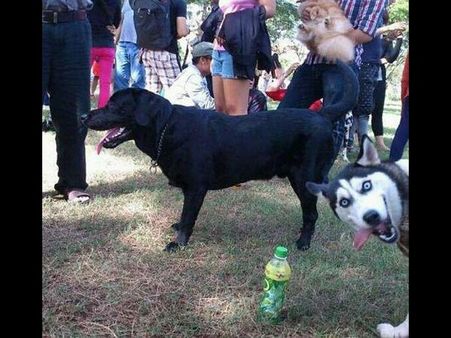 Best Photobombs Ever Caught On Camera