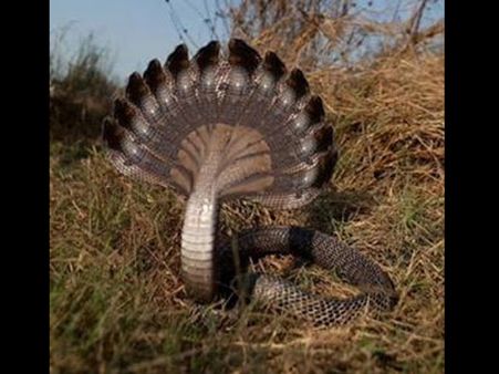 દસમુખી નાગ