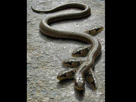 શું પંચમુખી નાગ હોય છે?