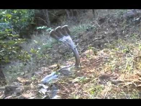 ત્રીમુખી નાગ