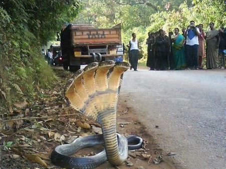 પુરાણોના પુરાવા પ્રમાણે શું પંચમુખી નાગ હોય છે? તમે જાતે જ નક્કી કરો...!