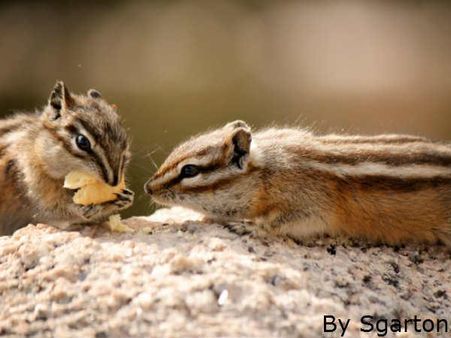 શું હળીમળીને ખાઇએ