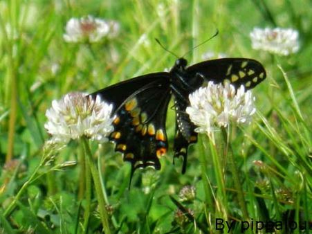 પતંગિયાની રંગીન દુનિયા