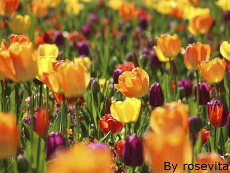 ફૂલોનો બગીચો