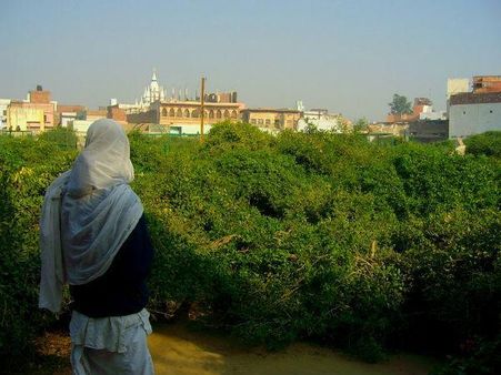 સેવા કુંજ અને નિધુબન, વૃંદાવન